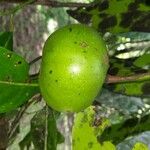 Diospyros digyna Fruit