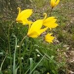 Tulipa sylvestrisFlower