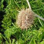 Datura ferox Fruchs