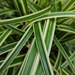 Carex morrowii पत्ता