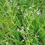 Veronica anagallis-aquatica Habit