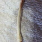 Allium tricoccum 樹皮