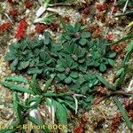 Trifolium arvense Libunga