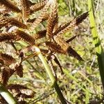 Cyperus longus Fruto