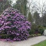Rhododendron ririei Habit