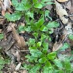 Myosotis latifolia Hoja