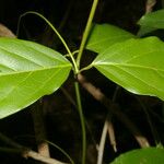 Paragonia pyramidata 葉