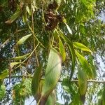 Acacia auriculiformis Blad