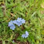 Myosotis alpestrisFlor