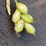 Carex alba Flors