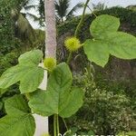 Passiflora foetida Leaf