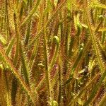 Drosera binata List