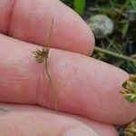 Juncus capitatus Flor