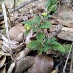 Acanthospermum australe Habitus