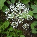 Chaerophyllum villarsii Floare