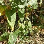 Teucrium scorodonia Hostoa