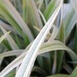 Chlorophytum comosum List