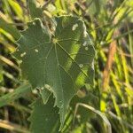 Abutilon grandiflorum Leaf