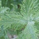 Perovskia atriplicifolia List