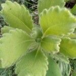 Andryala pinnatifida Leaf