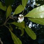 Pittosporum aliferum Habitus