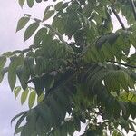 Juglans mandshurica Blad