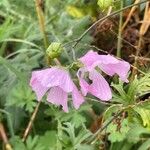 Malva moschata Hábitos