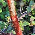 Phytolacca americana Bark