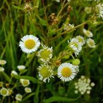 Erigeron strigosus Cvet