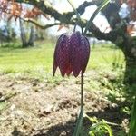 Asimina trilobaFlower