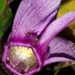 Cyclamen purpurascens Blodyn