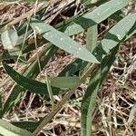 Boscia integrifolia Лист