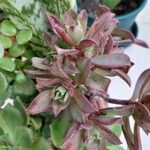 Aeonium castello-paivae Leaf