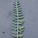 Achillea clypeolata Feuille