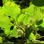 Morus alba Hoja