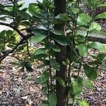 Corynocarpus laevigatus 樹皮