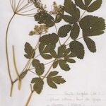 Thapsia nestleri Habitus