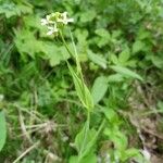 Fourraea alpina Flor