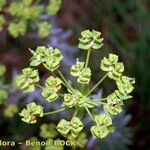 Euphorbia seguieriana Otro