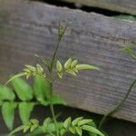 Jasminum officinale ᱥᱟᱠᱟᱢ