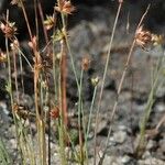 Juncus capitatus Hábito