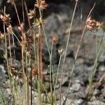 Juncus capitatus Характер