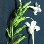 Escobedia grandiflora Altul/Alta