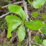 Commiphora madagascariensis Лист