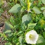 Datura inoxia Other