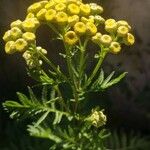 Vogtia annua Fula