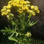 Tanacetum annuum Květ