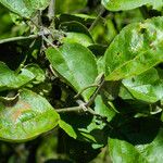 Malus domestica Leaf