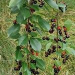 Prunus virginiana Habitus