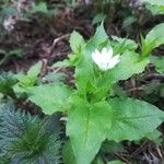 Stellaria aquatica Hábitos